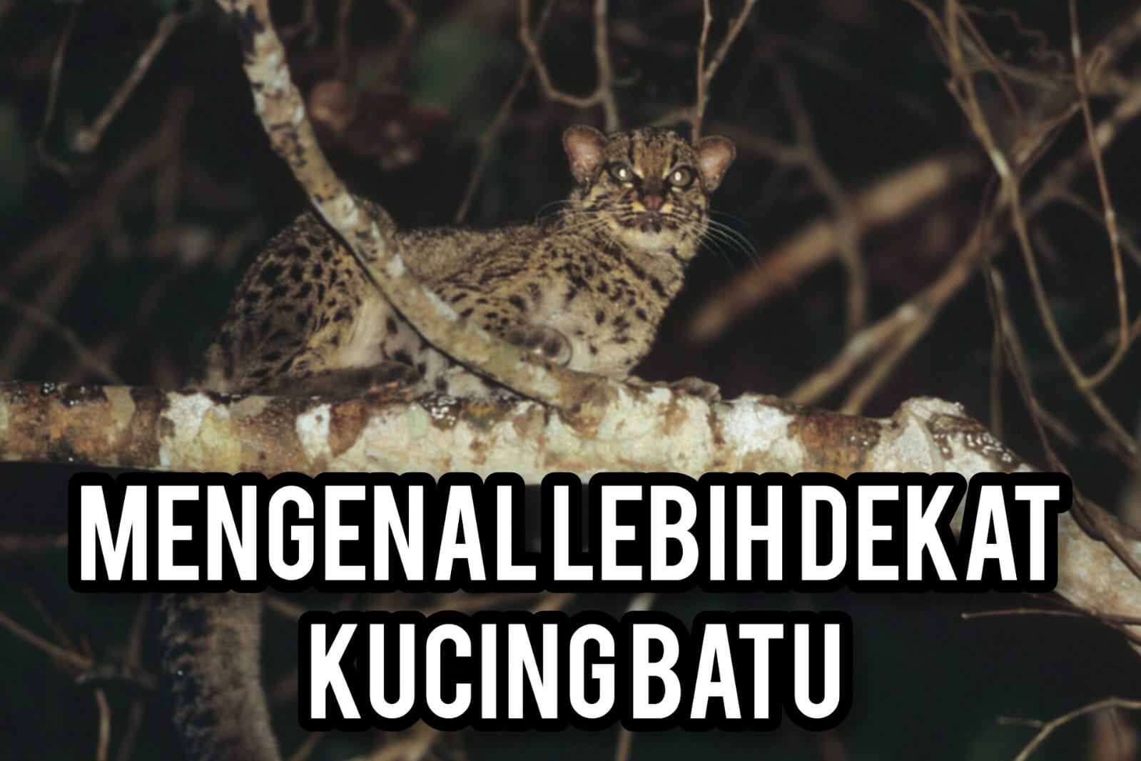 Mengenal Lebih Dekat Kucing Batu, Berikut 5 Fakta Uniknya, Nomor Empat Sungguh Keterlaluan!