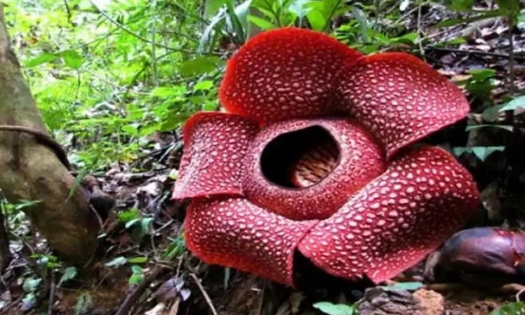 Bunga Raflesia Salah Satu Bunga Raksasa yang Hanya Ada di Provinsi Bengkulu, Simak Keunikannya...