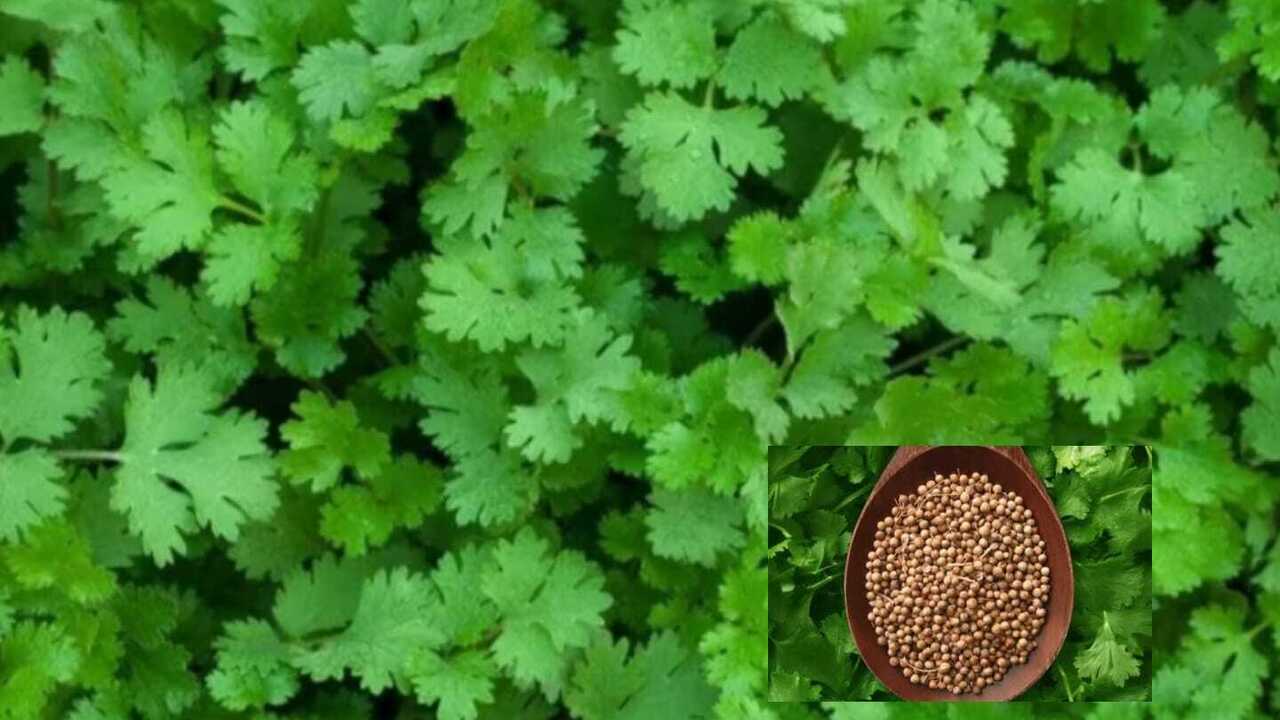 Keluarkan Racun di Tubuh dengan Daun Ketumbar, Ini Caranya!