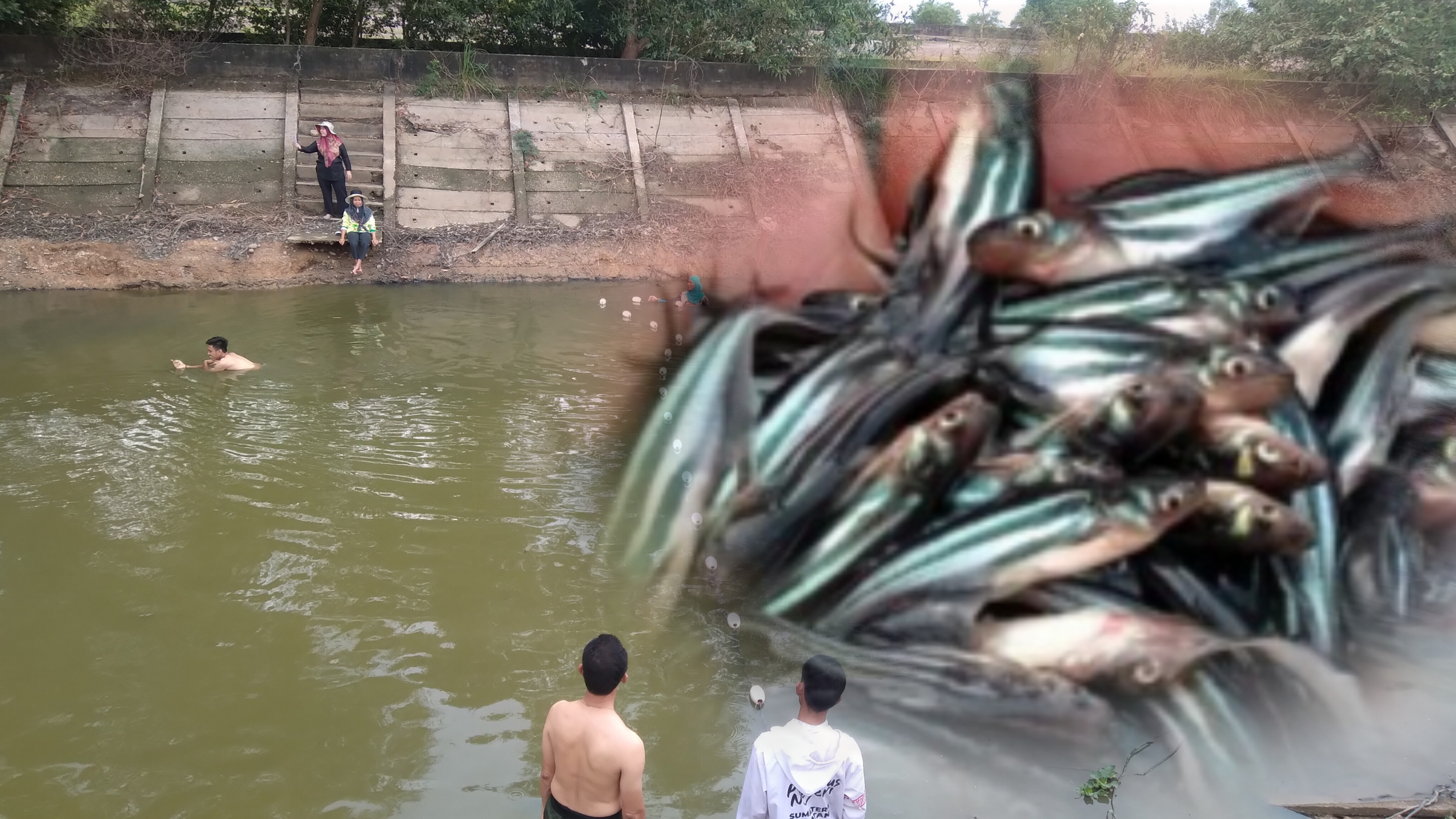 Patin Pustina, Jenis Patin Yang Jadi Primadona, Ini Kelebihanya dari Jenis Lain