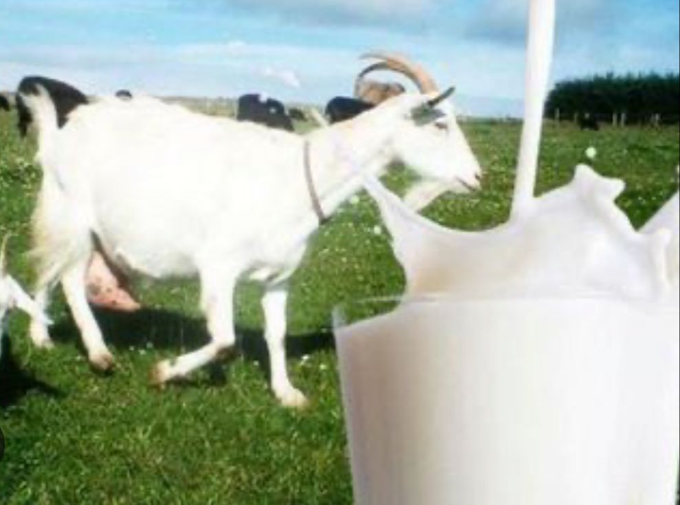 Manfaat Susu Kambing Bagi Kesehatan dan Kecantikan