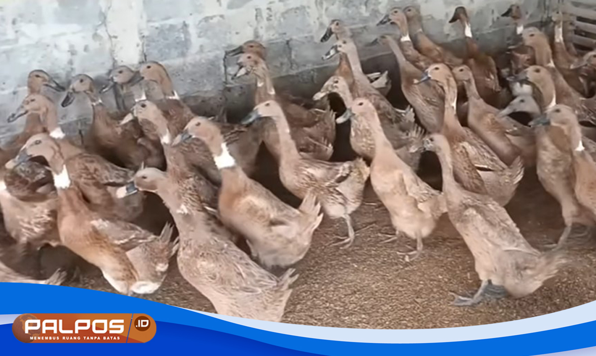 Ternak Bebek Petelur di Pekarangan Belakang Rumah : Bisa Gajian Setiap Hari !