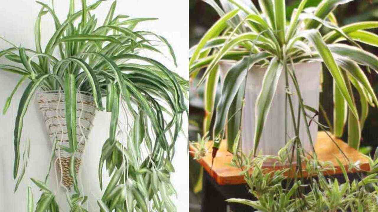 Tanaman Laba-Laba Cocok Ditanam di Air, Solusi Praktis Percantik Ruangan Modern