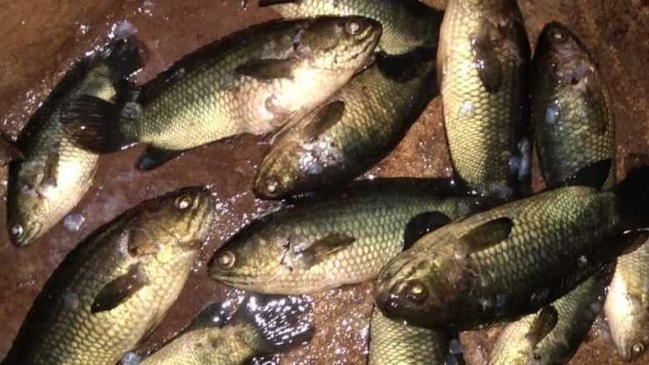 Umpan Jitu Ikan Betok, Racikan Pakan Alami dan Lumut