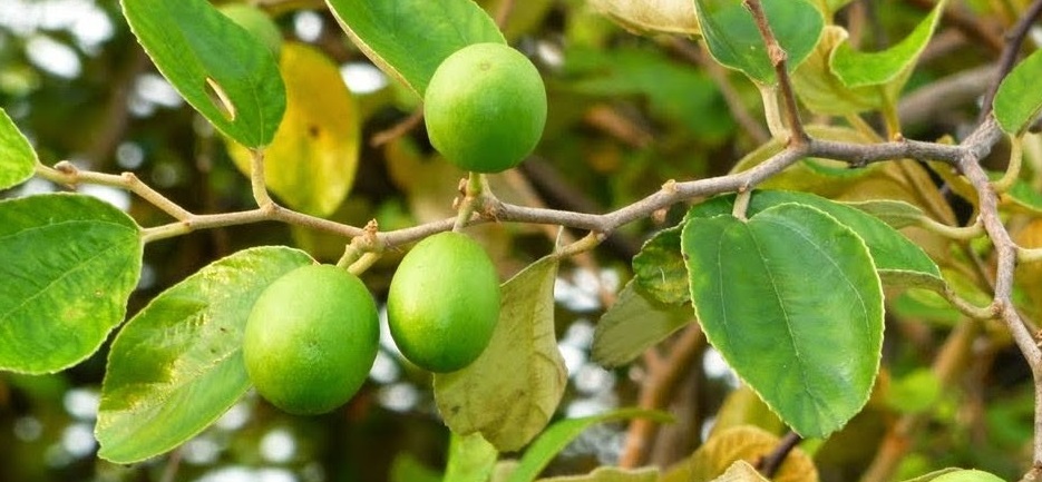 Cegah Depresi dan Insomnia Dengan Daun Bidara