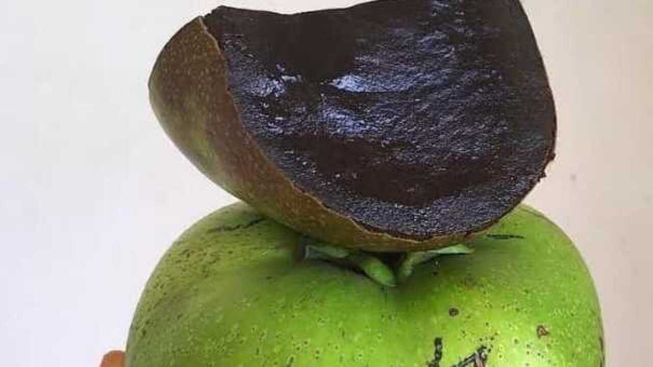 Manfaat Buah Black Sapote : Superfood yang Kaya Nutrisi dan Menggugah Selera