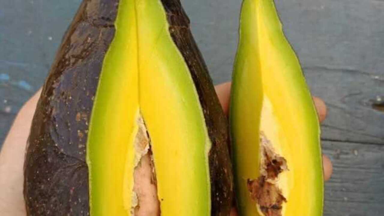 Manfaat dan Potensi Buah Alpukat dalam Kesehatan dan Ekonomi