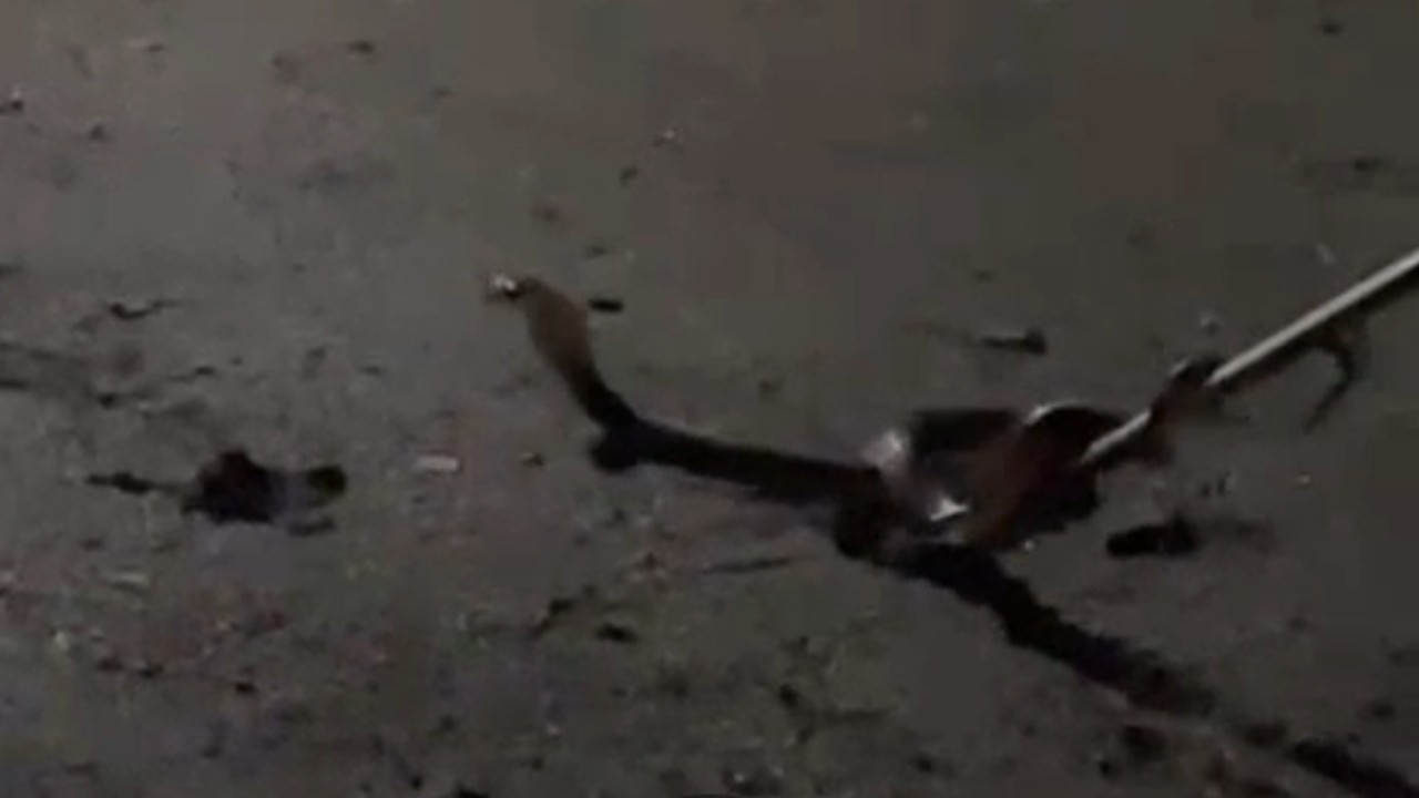 Warga Tapak Lebar Geger, Empat Kobra Sumatera Masuk Permukiman Warga