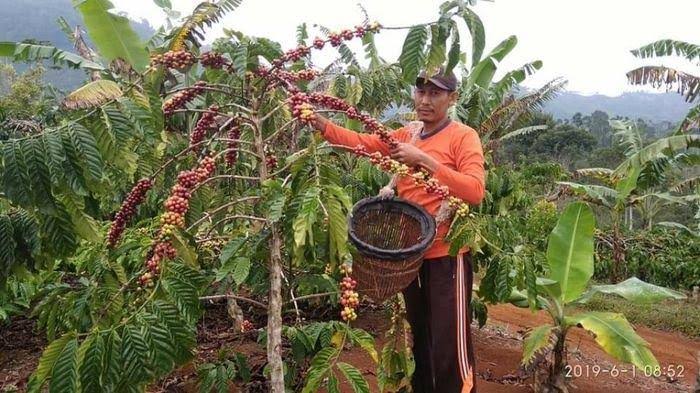 Harga Kopi Turun, Petani di OKU Mengeluh