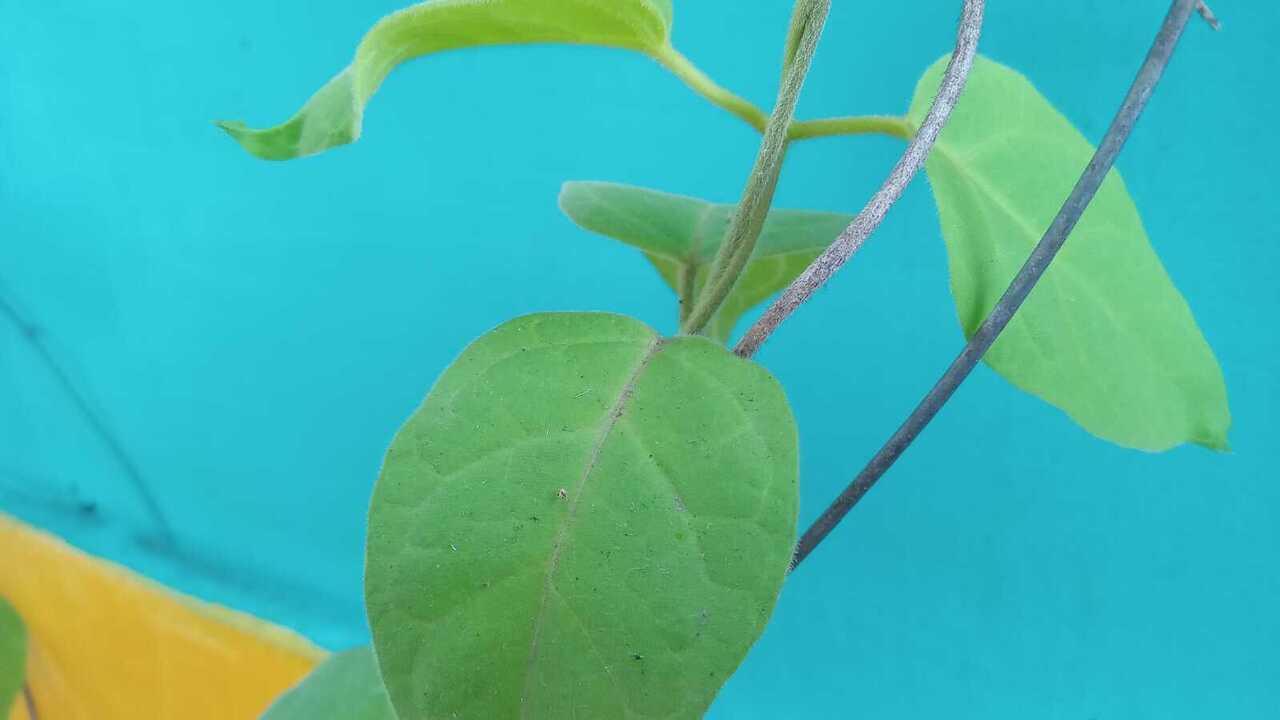 Daun Nangka Kuning, Herbal Sumsel yang Dipercaya Atasi Penyakit Kuning