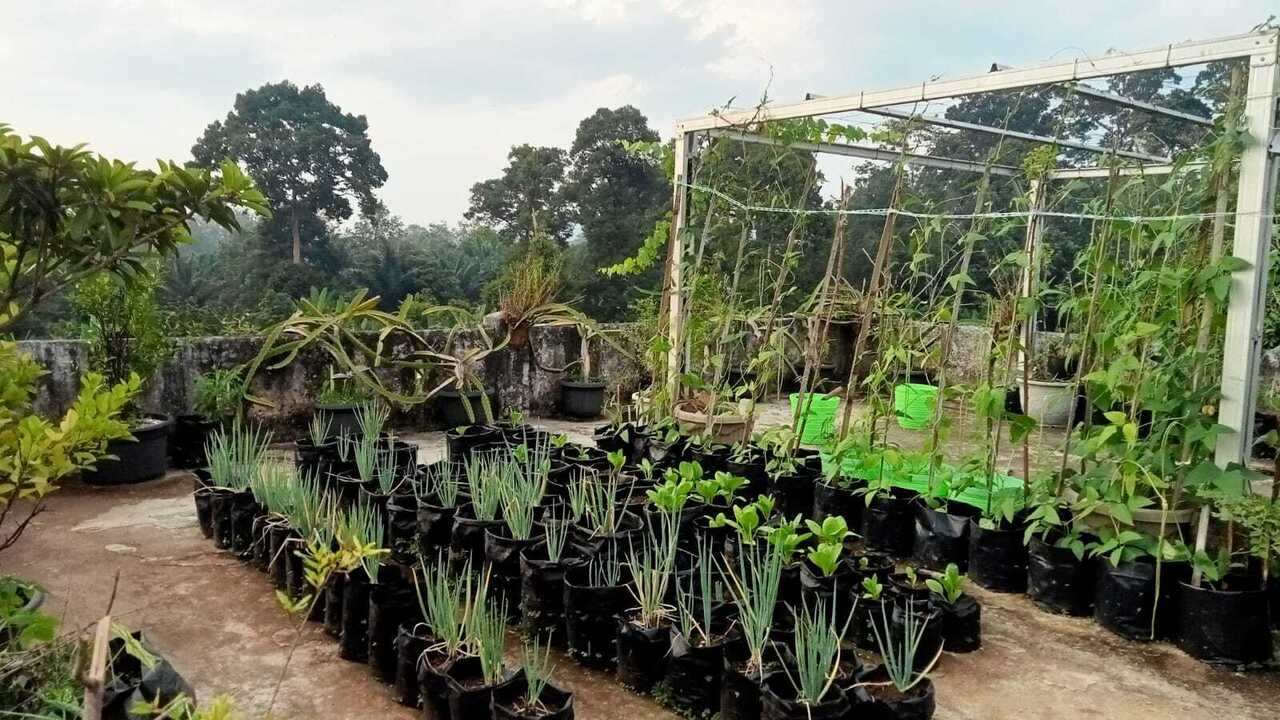 Berkebun di Lahan Terbatas: Solusi Cerdas Meng Belanja Dapur dan Sehatkan Lingkungan