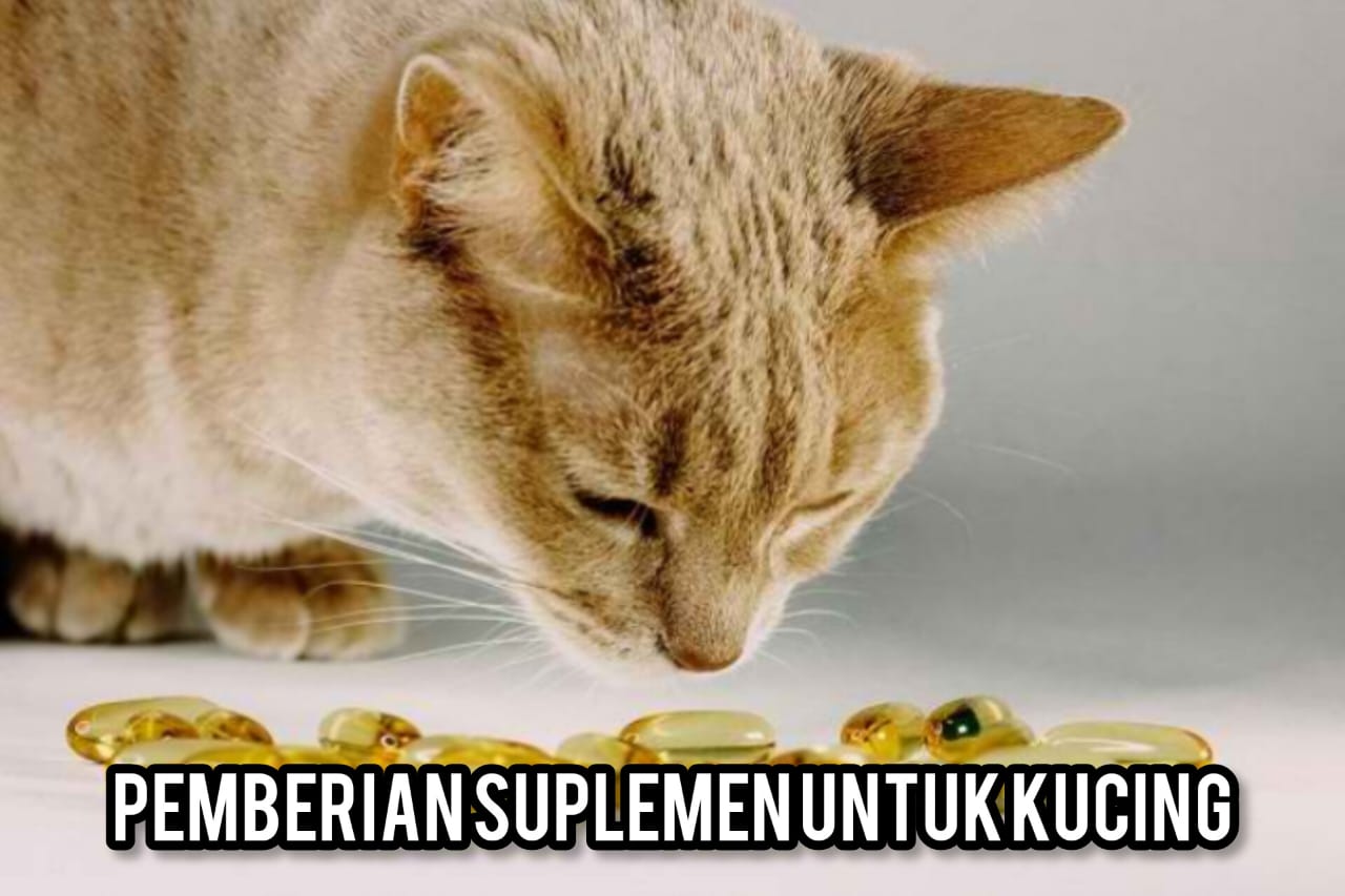 Mau Kucing Anda Sehat, Terapkan Tips Pemberian Suplemen Berikut! Penting Diketahui!