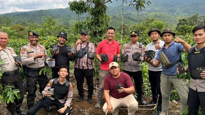 Polisi Temukan Ladang Ganja di OKU Selatan, Ditanam di Sela Pohon Kopi