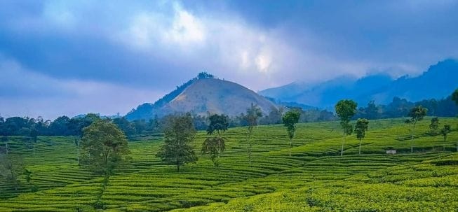 Kebun Teh Wonosari Malang, Surga Hijau di Lereng Gunung Arjuno Spot Selfie Terindah