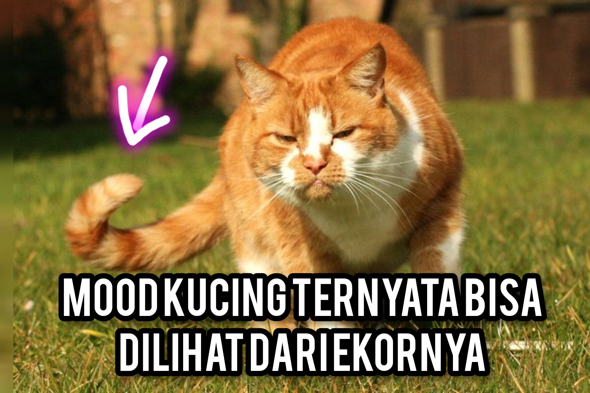 Mood Kucing Ternyata Bisa Dilihat Dari Ekornya, Jangan Coba-Coba Mengganggunya jika Ekornya Seperti Ini