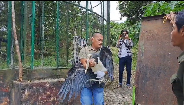 BKSDA Sumsel Evakuasi Satwa Dilindungi dari Agrowisata Kebun Kito Lubuklinggau