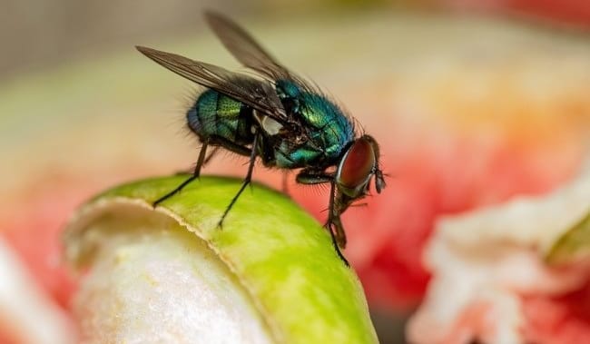 Usir Lalat Jangan di Tepuk, Ya ! Berikut 7 Metode Agar Rumahmu Terhindar dari Lalat