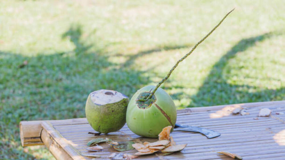 Daging Kelapa dan Air Kelapa: Kelezatan dalam Keunikan Fisik dan Komposisi Kimia