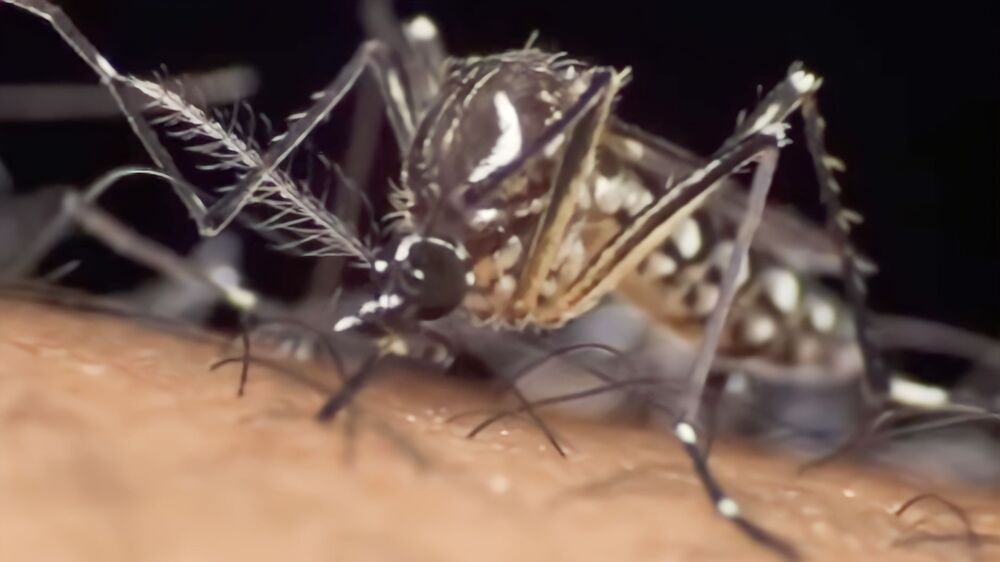 Waspada ! Selain DBD, 2 Jenis Penyakit ini Juga Disebabkan oleh Nyamuk Aedes Aegeypti Loh