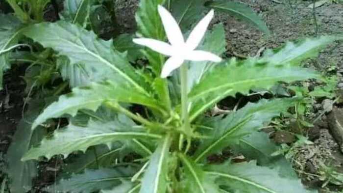Laurentia Longiflora si Kitolod Membantu Mata Iritasi dan Katarak