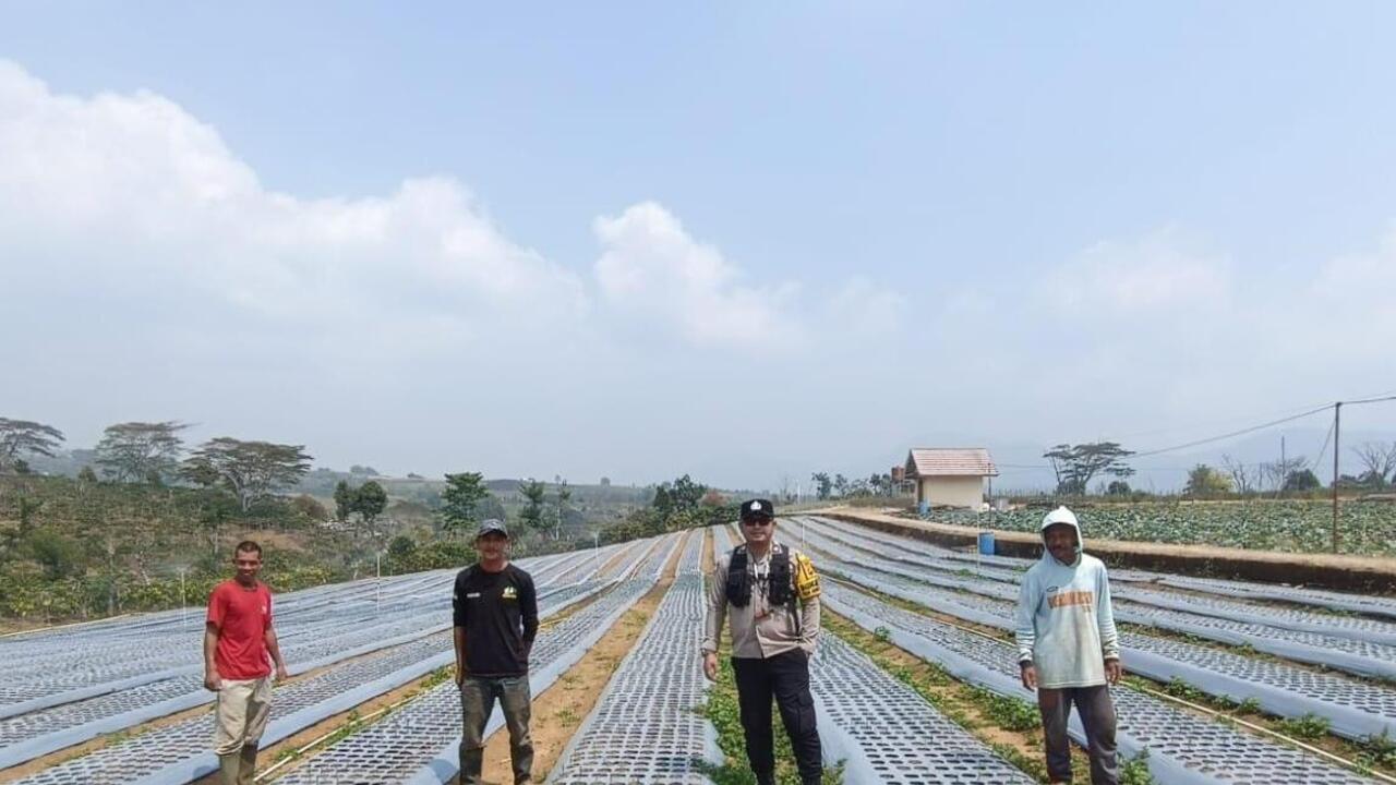 Usia 16 Hari, Bibit Bawang Putih  Tumbuh 3-5 Cm
