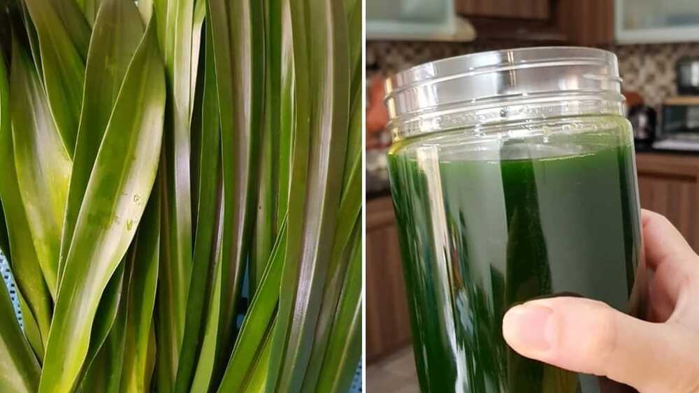 Nikmati Kelezatan Tradisional dengan Resep Masakan dan Minuman yang Menggunakan Daun Suji