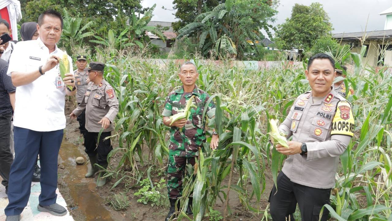 Polres Lubuklinggau Dukung Ketahanan Pangan, Panen Raya Jagung  di P2L Air Kuti