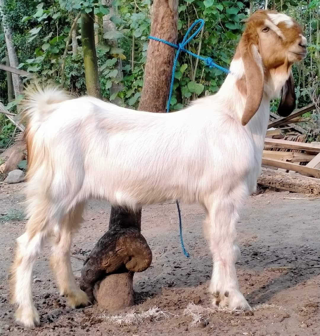 7 Manfaat Daging Kambing bagi Kesehatan yang Perlu Anda Ketahui