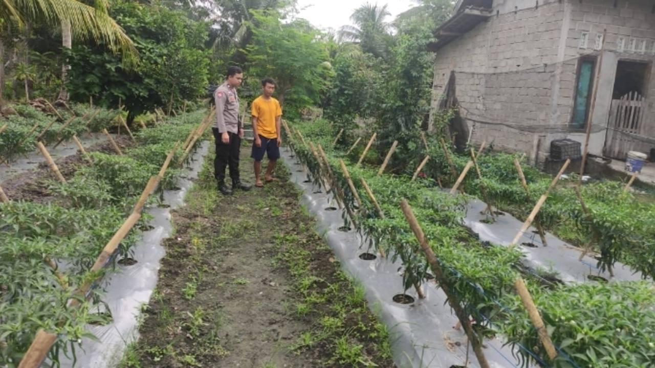 Dukung Ketahanan Pangan, Warga Desa Sukajadi Manfaatkan Lahan Taman Cabai