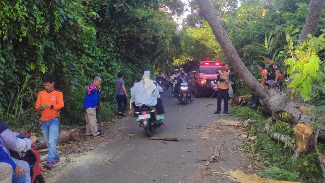 BPBD OKU Evakuasi Pohon Tumbang di Jalinsum Lengkiti