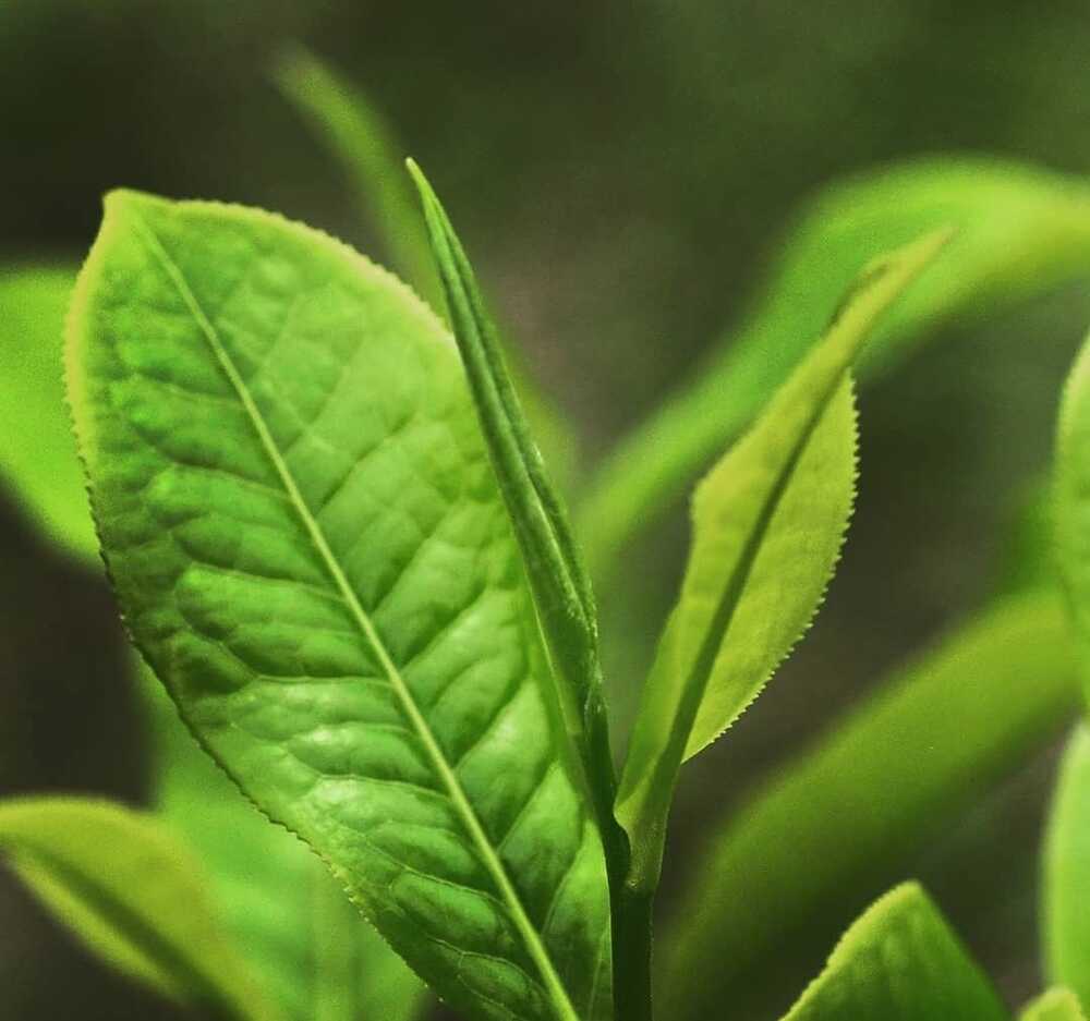 Keajaiban Daun Teh: Menyingkap Manfaat untuk Kecantikan Kulit dan Rambut