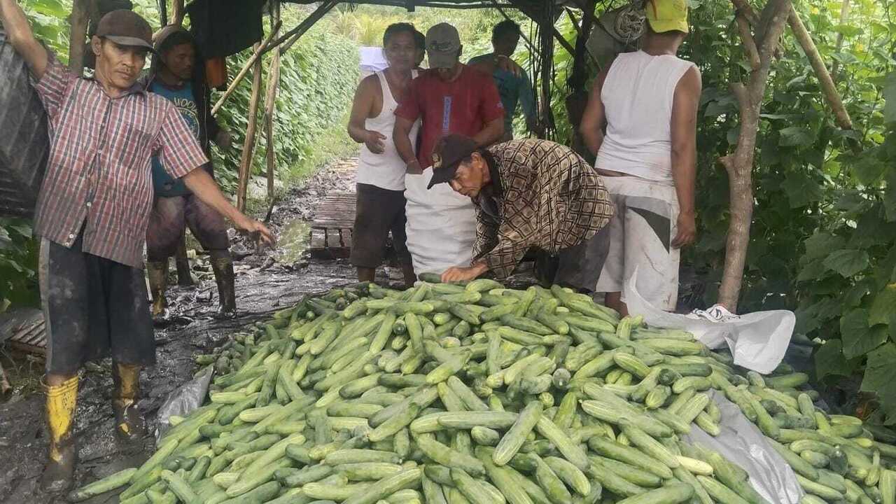 Budidaya Timun di Pulau Semambu: Pilihan Tepat untuk Petani Lokal