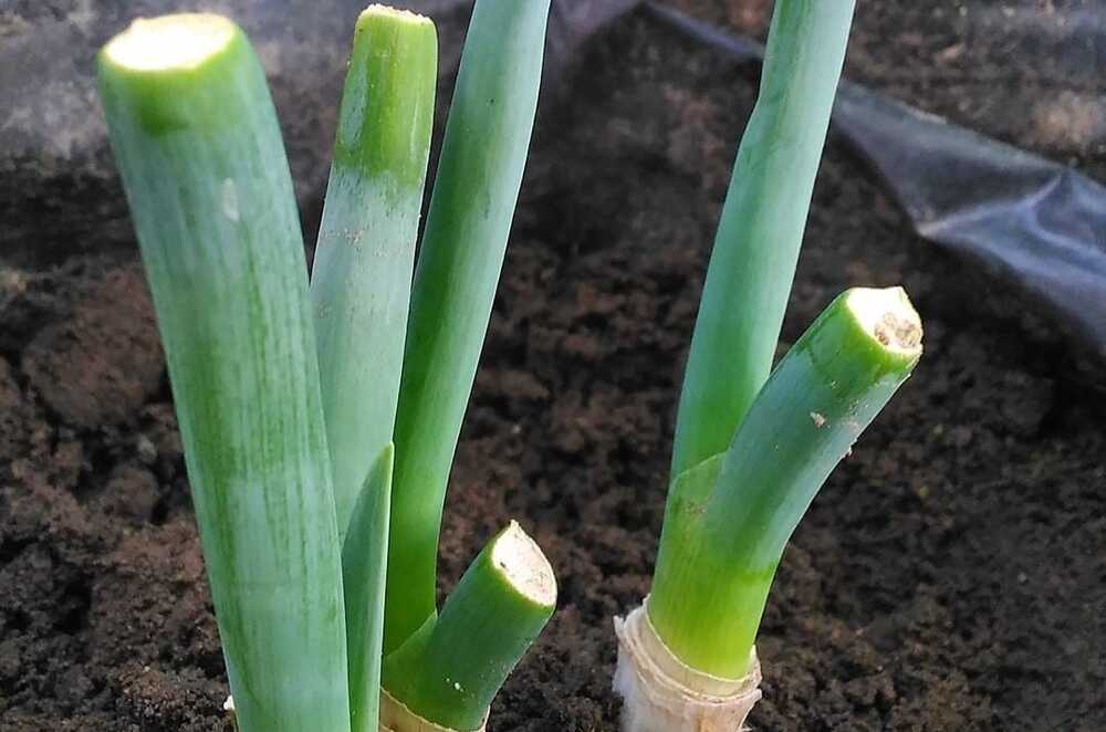 Memahami Lebih Jauh Manfaat dan Keunikan Daun Bawang