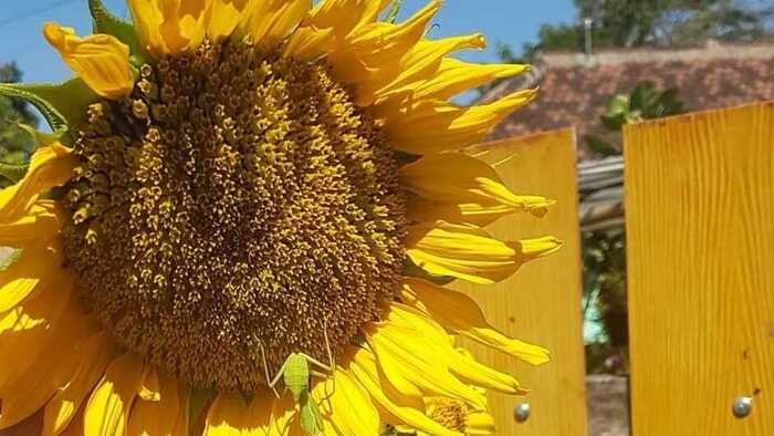 Biji Bunga Matahari: Kekayaan Nutrisi yang Menghadirkan Manfaat Luar Biasa untuk Kesehatan Anda