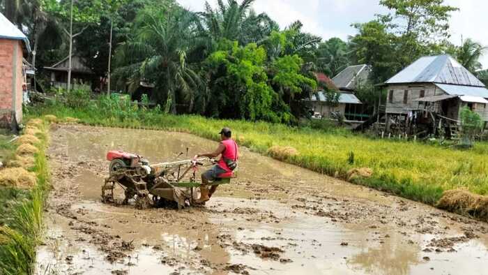 Jangan Salah, Beginilah Cara dan Tahapan Pengelolahan Lahan Sawah Agar Panen Melimpah