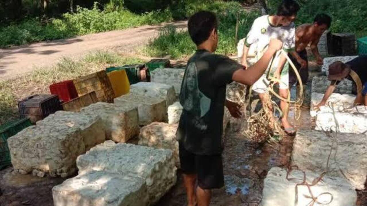 Harga Turun, Petani Karet di OKU Menjerit