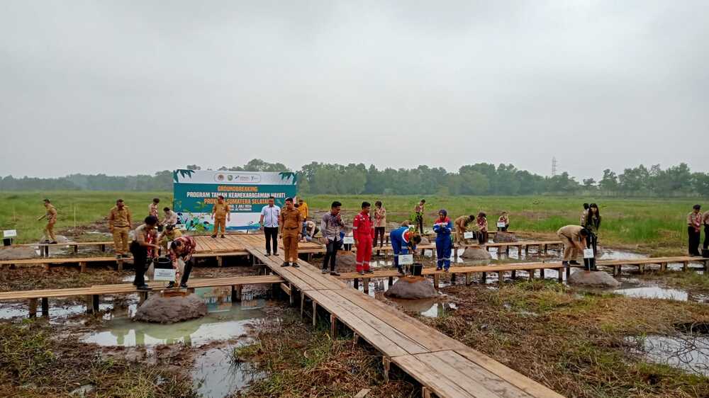 Palembang Siapkan Taman Rawa Pertama di Indonesia: Konservasi Flora Langka di Jakabaring