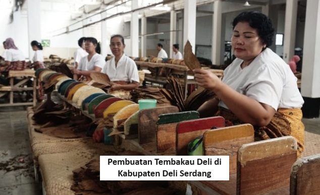 Kabupaten Deli Serdang Tempat Kelahiran Tembakau Deli yang Pernah Jadi Tembakau Ternikmat di Dunia