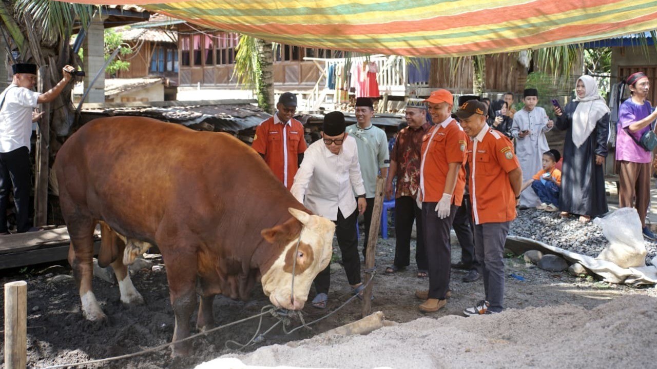 Bupati OKU Sebar 12 Sapi Kurban di Beberapa Desa dan Kecamatan