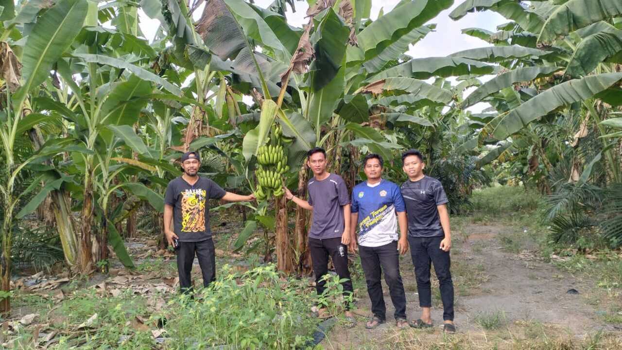 Tingkatkan Ekonomi Masyarakat dan Dukung Program MBG, Pemdes Pangkul Kembangkan Budidaya Pisang Cavendish