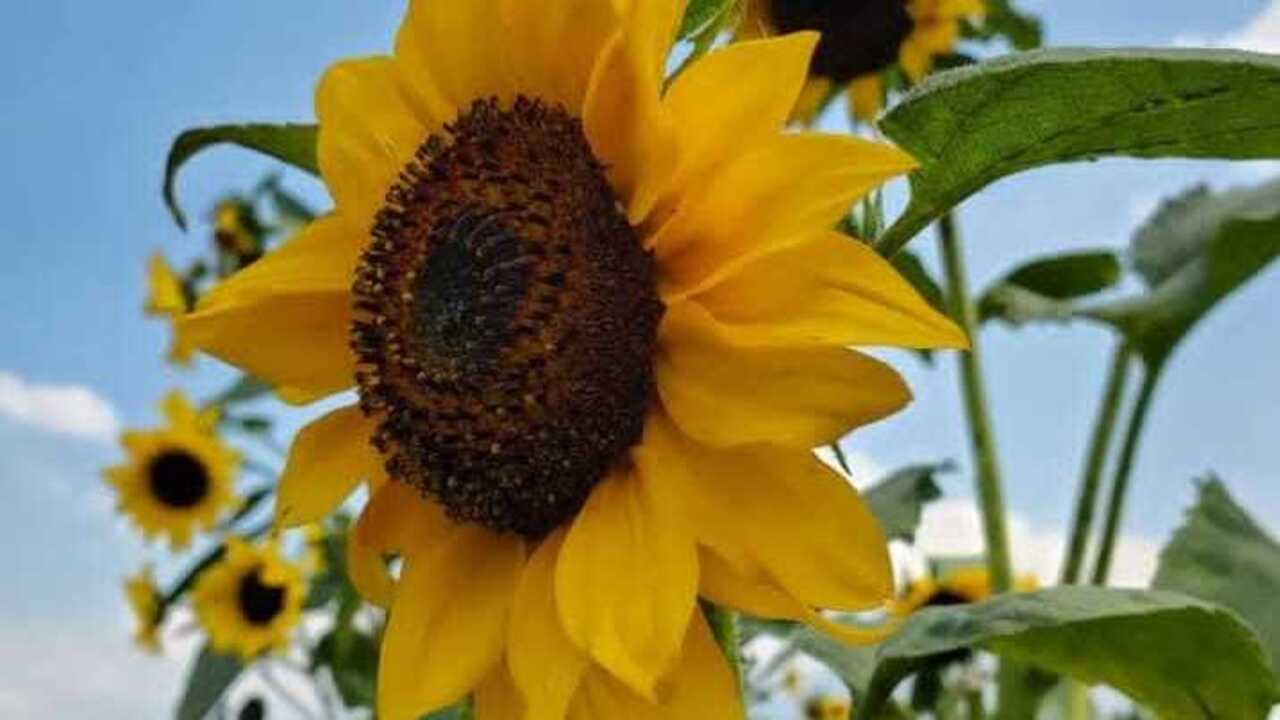 Bunga Matahari, Simbol Kebahagiaan dan Pembawa Energi Positif di Rumah