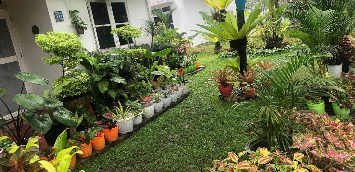 Rindu dengan Alam Terbuka, Sulap Halaman Rumah Menjadi Hutan Mini Tempat Ramah untuk Anak Bermain 