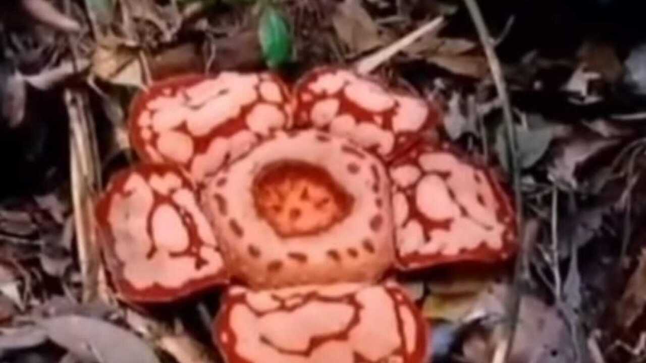 Tidak Hanya di Bengkulu, Bunga Rafflesia Hansseltii Mekar Sempurna di Sumsel : Disini Lokasinya! 