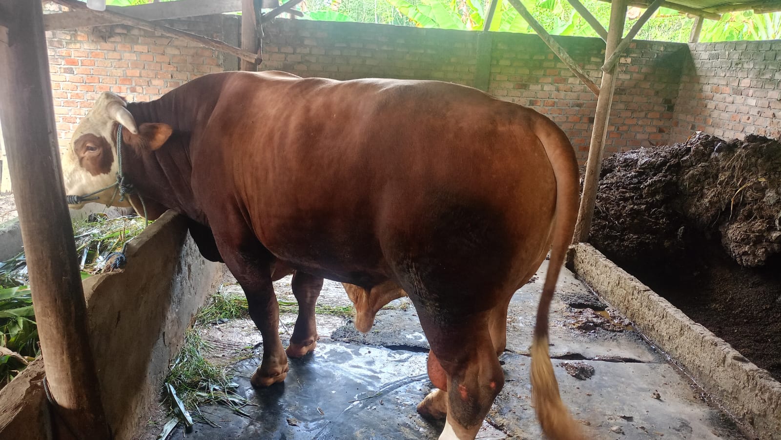 Kabupaten OKU Terima Bantuan Sapi Kurban dari Presiden RI