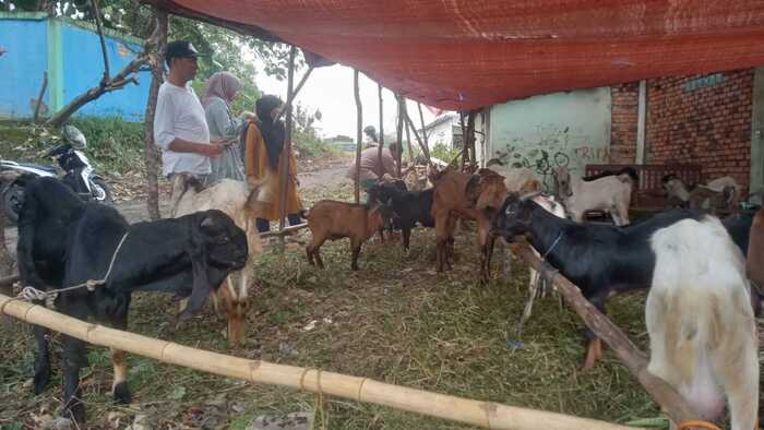 Kambing Kacang Paling Laris