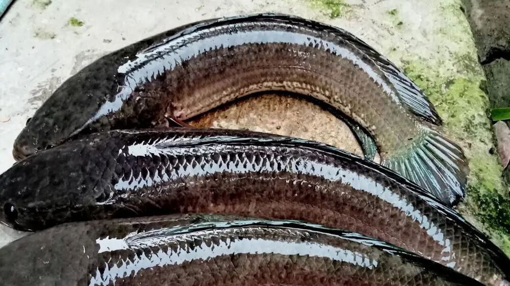Ikan Gabus Dapat Mencegah Katarak dan Menyembuhkan Luka 