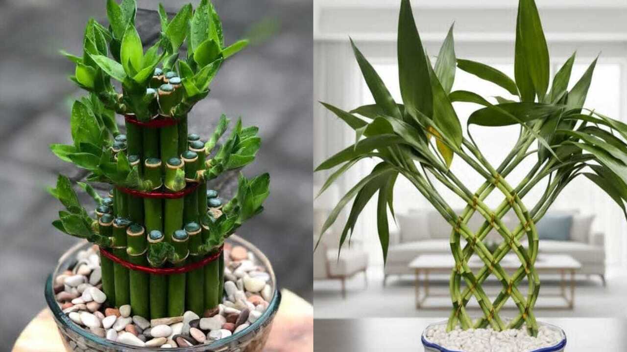 Dracaena Sanderiana, Tanaman Hias Pembawa Keberuntungan yang Mudah Dirawat