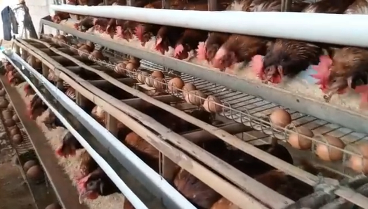 Ide Bisnis Beternak 100 Ekor Ayam Petelur, Simak Modal Awal dan Keuntungannya!