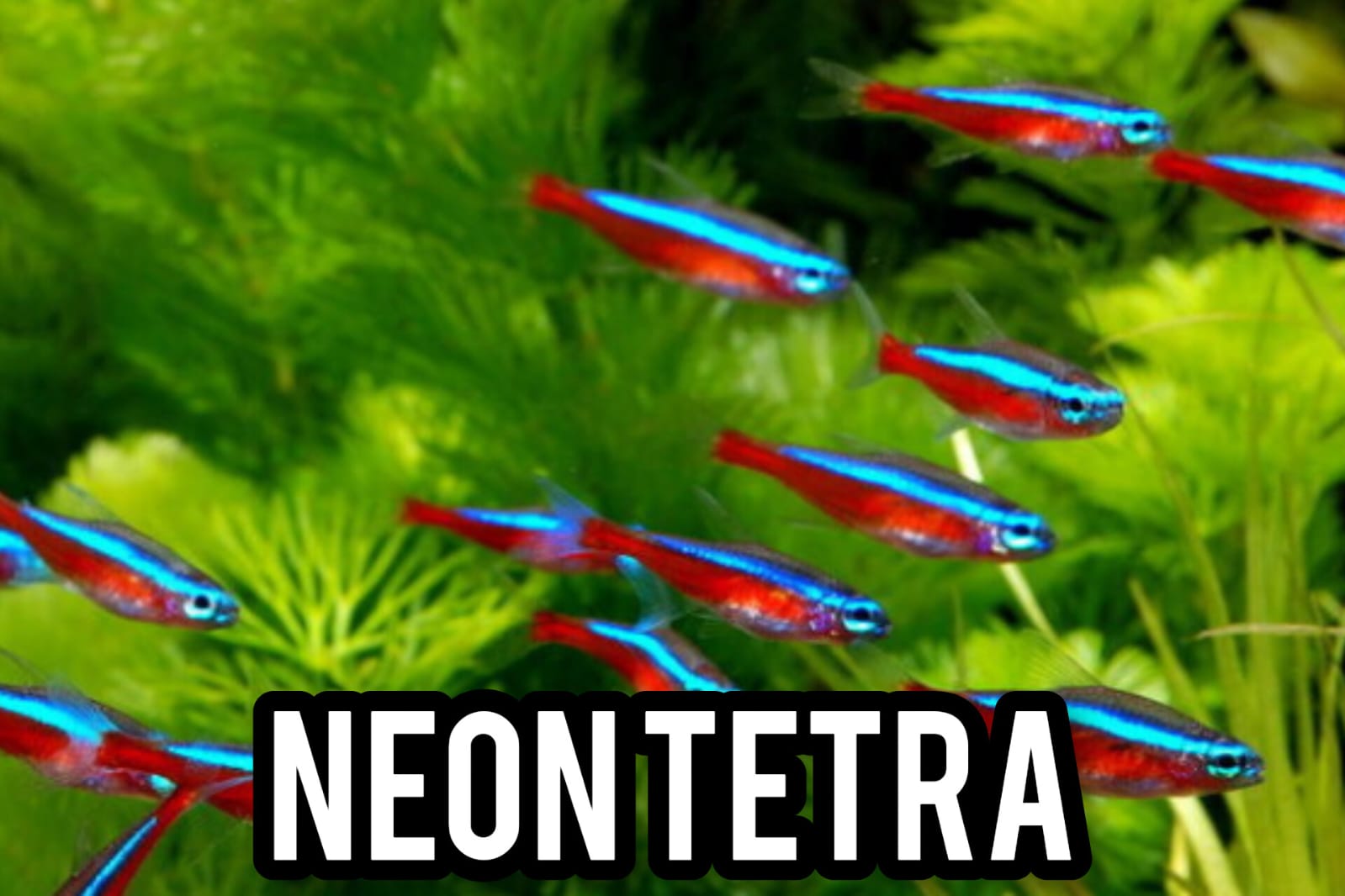Pesona Neon Tetra: Si Kecil Mungil Dari Pulau Amazon Pemilik Warna Sisik yang cerah