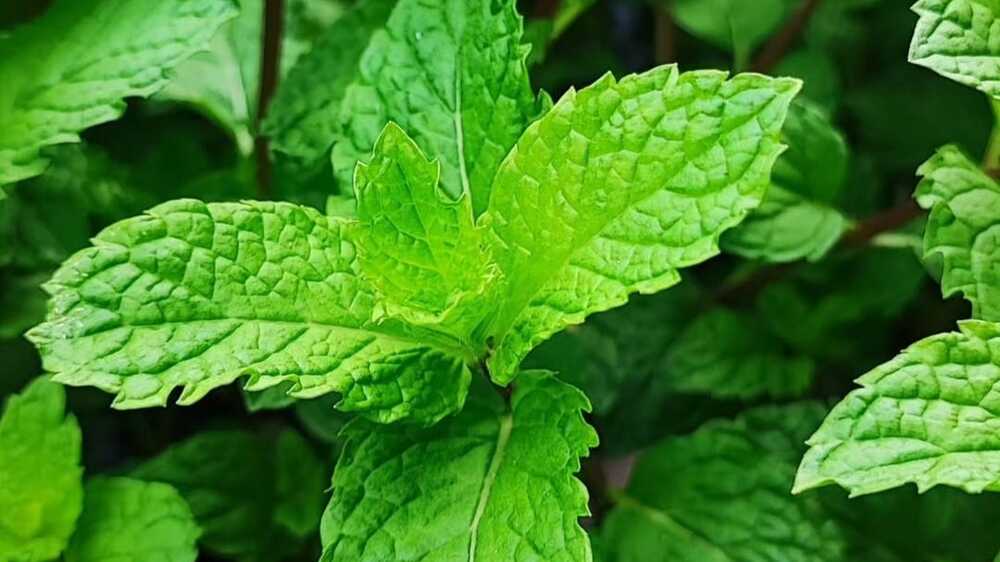 Resep Herbal Menggunakan Daun Mint untuk Meredakan Perut Kembung